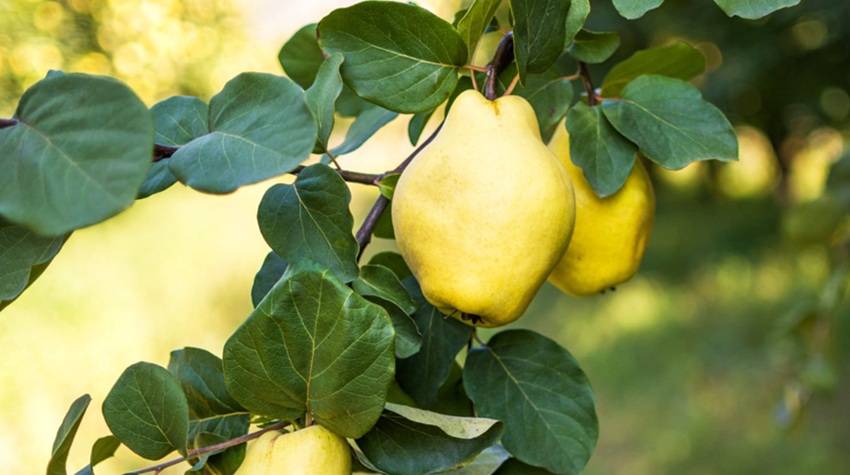 VRATIO SE IZ ŠVAJCARSKE I PODIGAO JOŠ JEDAN VOĆNJAK DUNJA